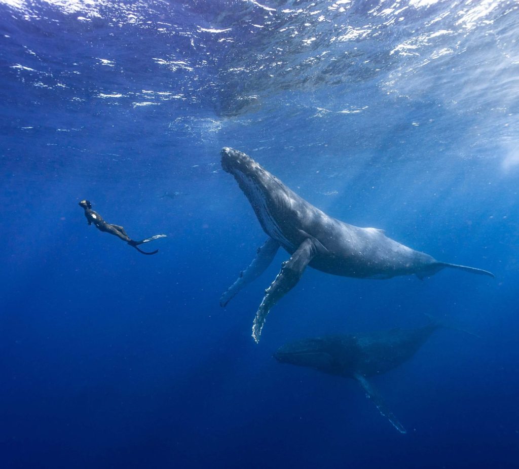 freediving with humpbackwhales